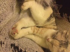 猫色咖啡-猫色咖啡·猫咖