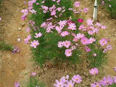 -松山湖梦幻百花洲