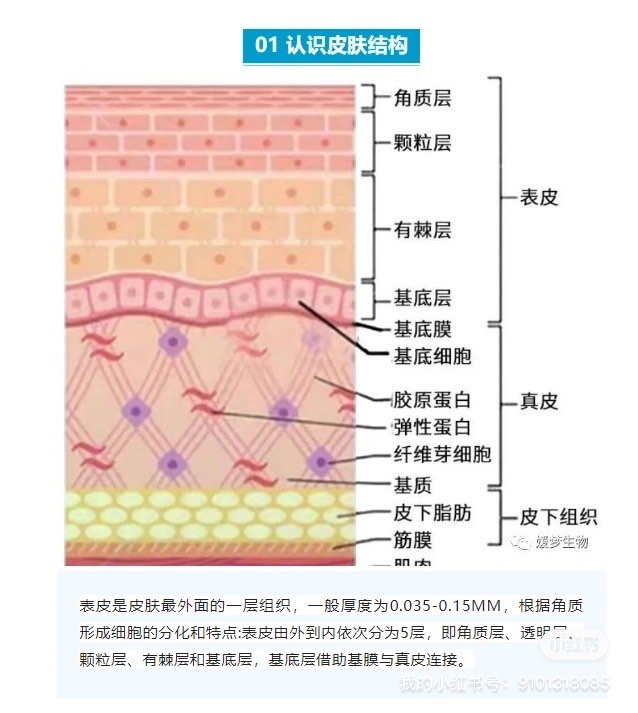 皮肤五层结构图图片