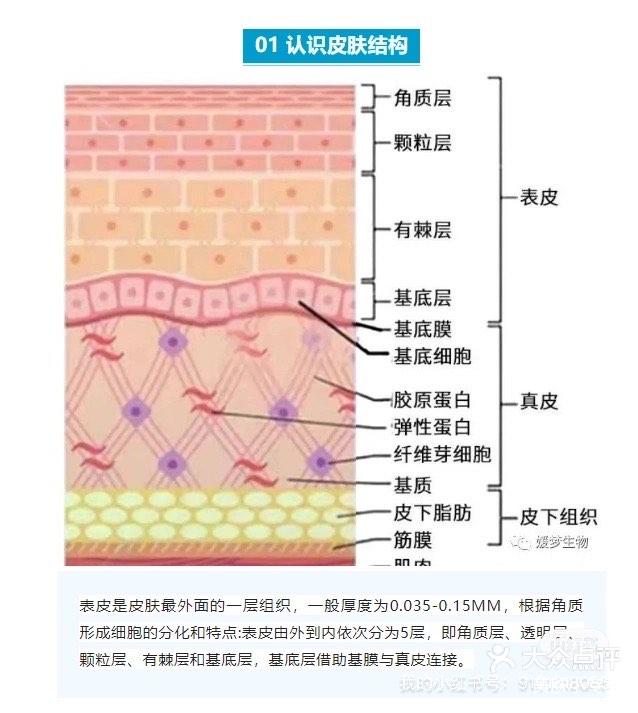 手指皮肤层次结构图图片