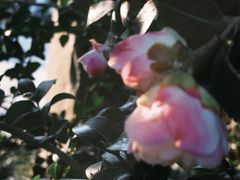 -金花茶公园
