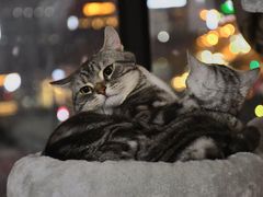 -pd派德宠物中心医院24H急重症·眼科中心·血液透析中心(嵩山北路店)