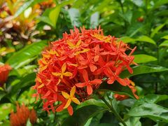 -西双版纳傣族园