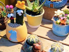 -三圣花乡旅游区