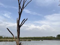 -野鸭湖国家湿地公园