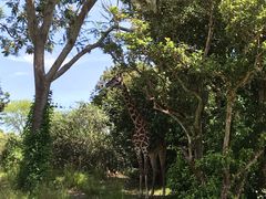 -奥兰多迪士尼动物王国乐园