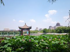 -莲花池公园