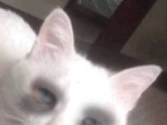 -新记餐厅(香槟大厦店)