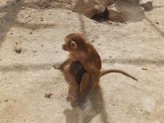 -新疆天山野生动物园