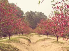 -南国桃园旅游度假区