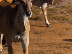 -威勒比开放式动物园