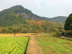 -八卦田遗址公园