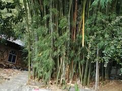 android_upload_pic-杨二傣香园