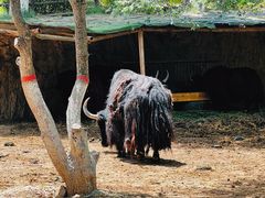 -青藏高原野生动物园