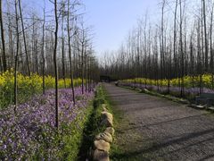 -合肥滨湖国家森林公园