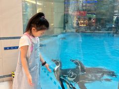 -帝企鹅自助餐厅•儿童岛•真企鹅(长隆企鹅酒店)