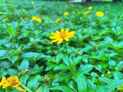 -荔香公园