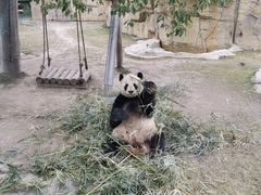 -上海野生动物园
