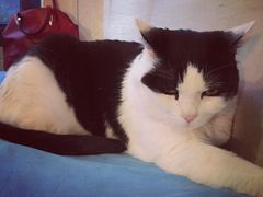 -Anne猫窝咖啡屋