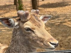 -秦皇岛野生动物园