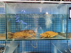 -佳兰雅序融合菜(高新店)