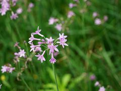 -大渡口区义渡公园