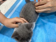 -艾贝尔宠物医院·24H转诊中心·肿瘤猫专科(江宁双龙店)