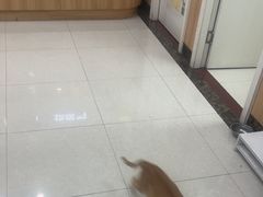 -瑞鹏宠物医院·夜间急症·心超·猫科(祖庙分店)