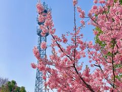 -顾村公园