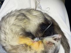 -爱侣宠医·鹦鹉专科·小型哺乳类·异宠专科(灵石路店)