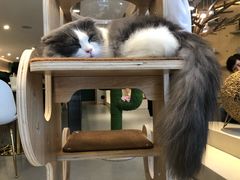 -飞行喵MR PILOT|猫舍·猫咖(静安大融城店)