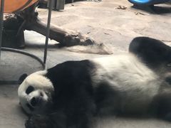 -石家庄市动物园