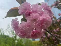 -金鸡湖桃花岛