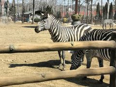 -大连森林动物园