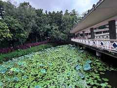 -荔湾湖公园