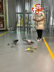 -七巧国萌宠乐园(龙湖天街店)