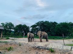 -清迈夜间动物园