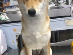 -北京赛佳动物医院