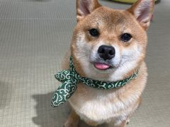 -逗柴咖啡屋·狗咖猫咖宠物桌游