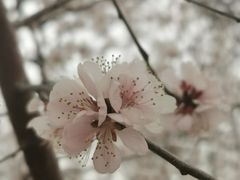 -桃花堤公园