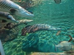 -上海海洋水族馆