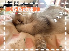 -宠颐生斯嘉宠物医院·急重症·心内科(谷阳北路分院)