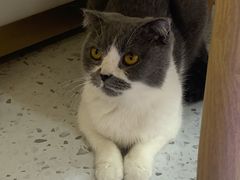 -喵园·猫主题咖啡厅·撸猫·猫咖(国贸店)