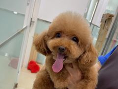 -宠福鑫康馨动物医院·骨科·眼科