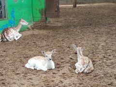 -鄂尔多斯野生动物园