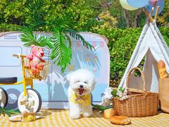 -超宠爱宠物摄影-Super pet