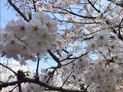 -高东镇樱花园
