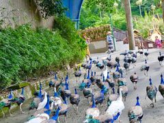 -西双版纳原始森林公园