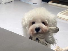 -翊宠yipet猫狗购宠庄园