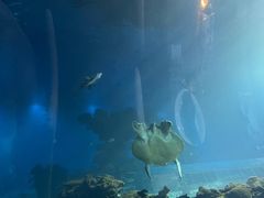 -海棠湾洲际-涛·海底餐厅·美人鱼·自助餐·海底隧道
